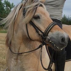 Fjordhest Picasso af Fjordlund (: .