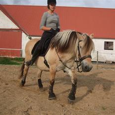 Fjordhest Picasso af Fjordlund (: .