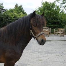 Islænder Aron fra Blesastödum 1A