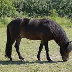 Islænder Aron fra Blesastödum 1A