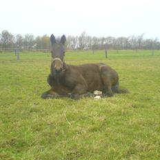 Traver Poeten Blåbjerg