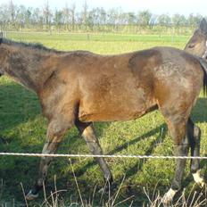 Traver Poeten Blåbjerg