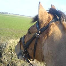 Anden særlig race Max