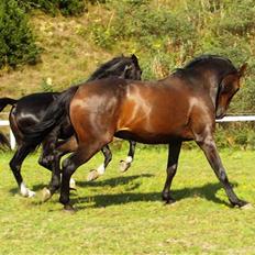 Dansk Varmblod Amerikas Cantro