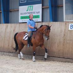 Dansk Varmblod Chester-WI