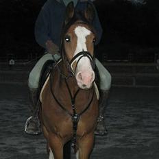 Hollandsk Varmblod Nelson R.I.P <3