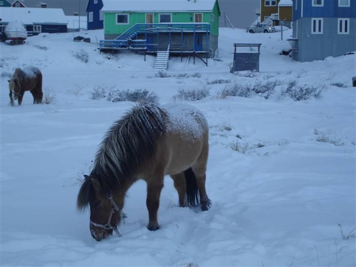 Islænder følli billede 2