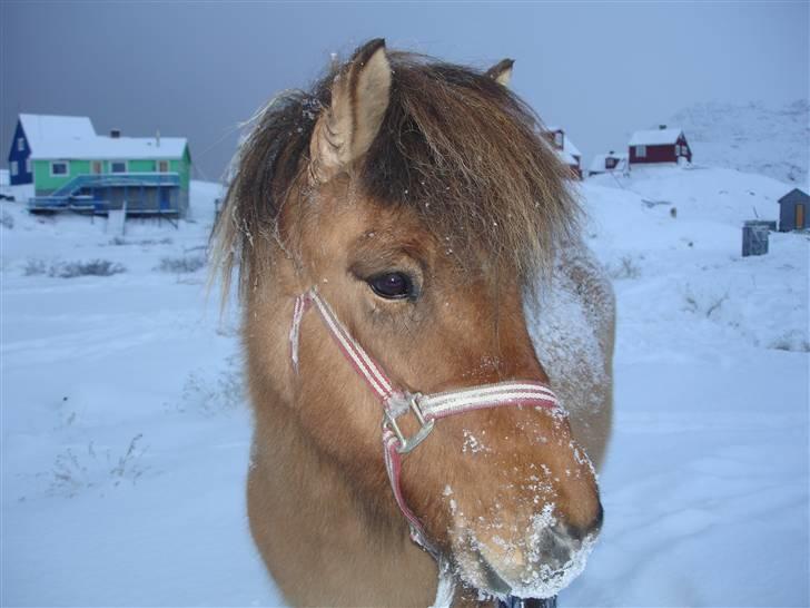 Islænder følli billede 3