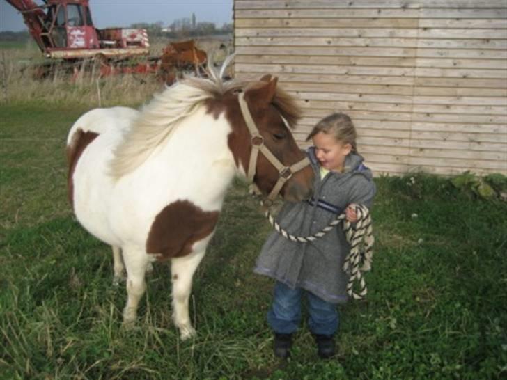Shetlænder Pony Margrethe  billede 2