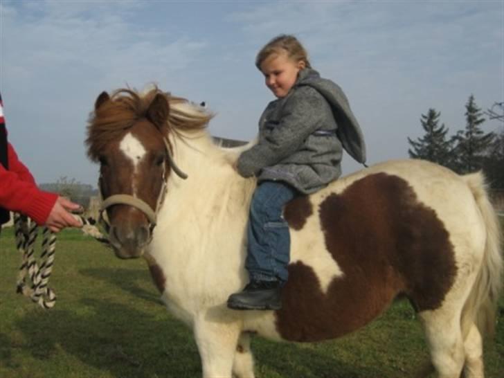 Shetlænder Pony Margrethe  billede 3