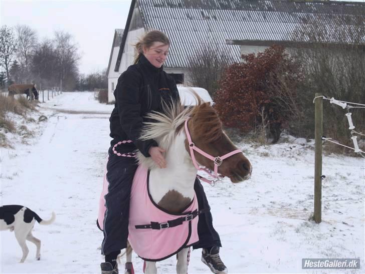 Shetlænder Pony Margrethe  - Snebilleder foto: Katrine billede 4