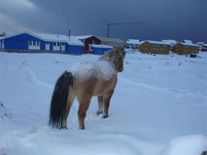 Islænder følli billede 4