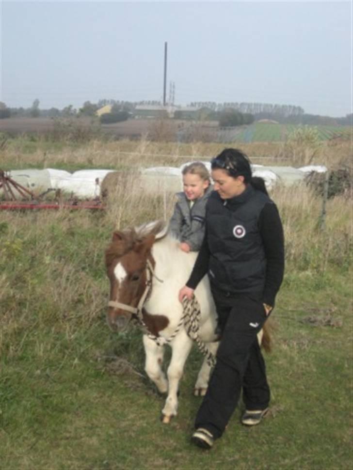 Shetlænder Pony Margrethe  billede 5