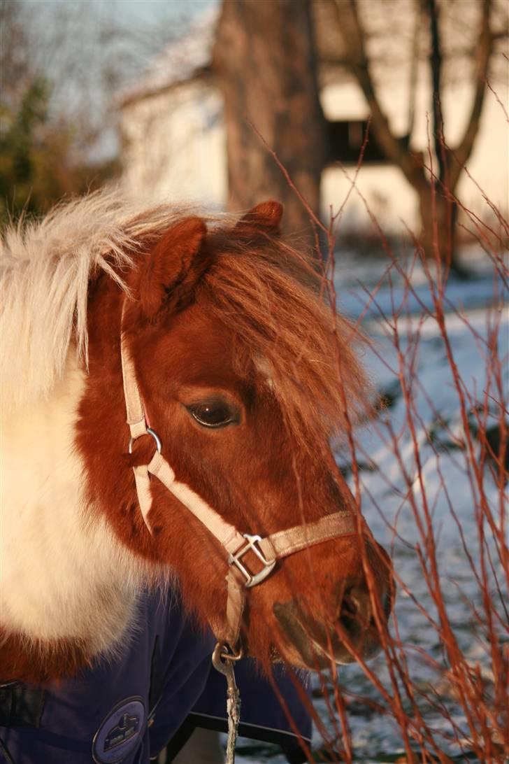 Shetlænder Pony Margrethe  - Foto: Pernille Carlsen billede 6