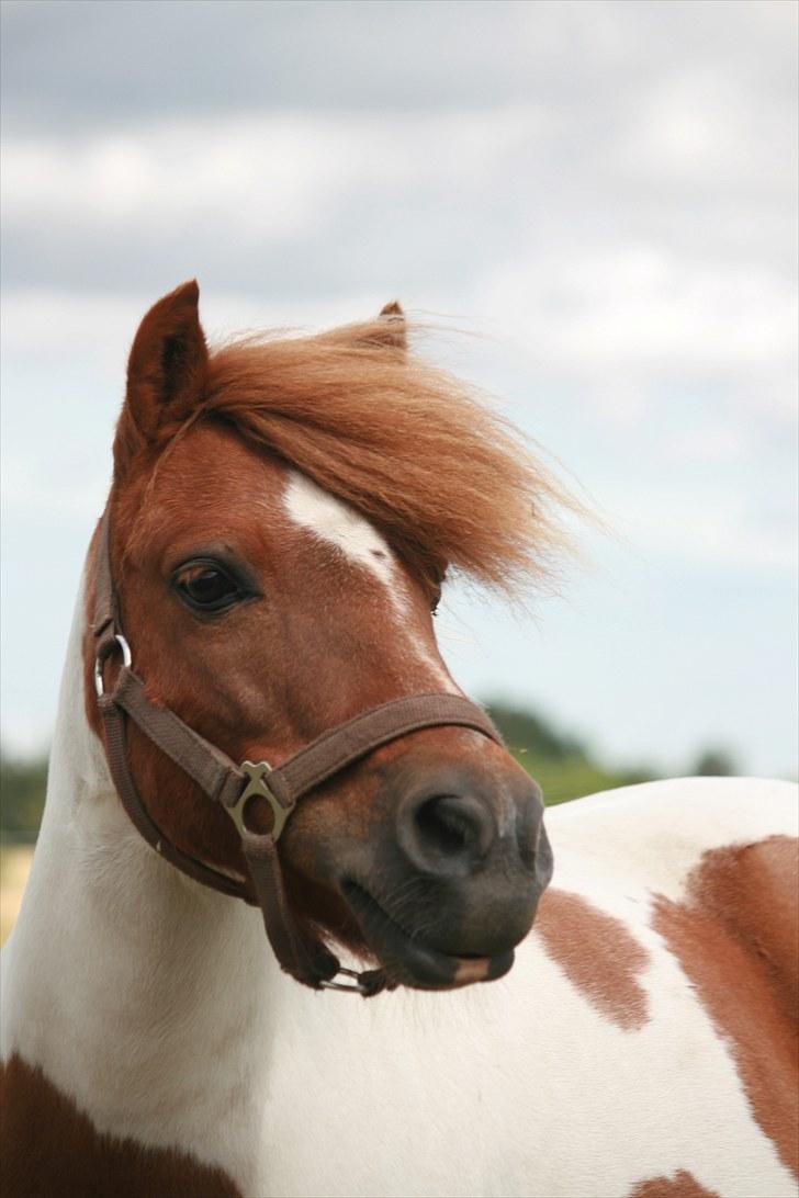 Shetlænder Pony Margrethe  - Foto: Pernille Carlsen billede 8