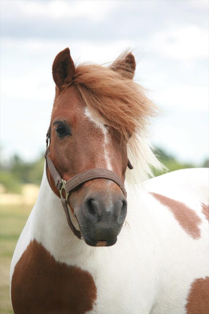 Shetlænder Pony Margrethe  - Foto: Pernille Carlsen billede 10