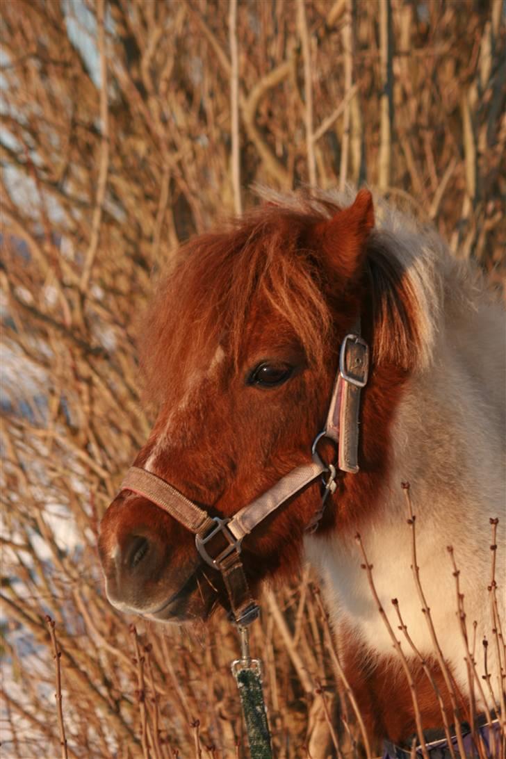 Shetlænder Pony Margrethe  - Foto: Pernille Carlsen billede 11