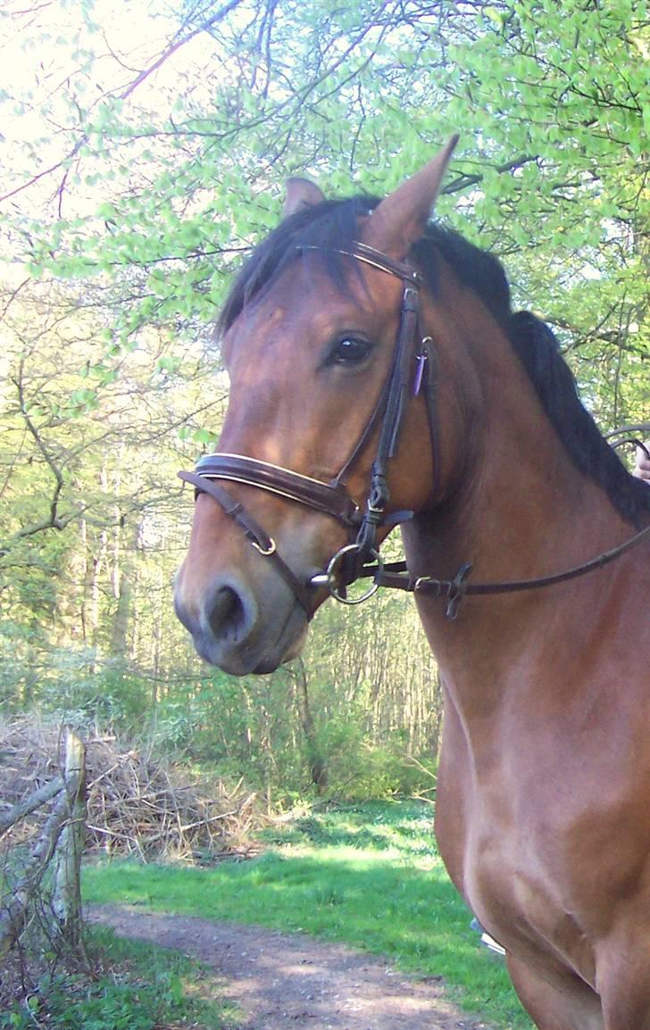 Anden særlig race Eldorado - Fin dreng, der lytter til at man snakker til ham. billede 20
