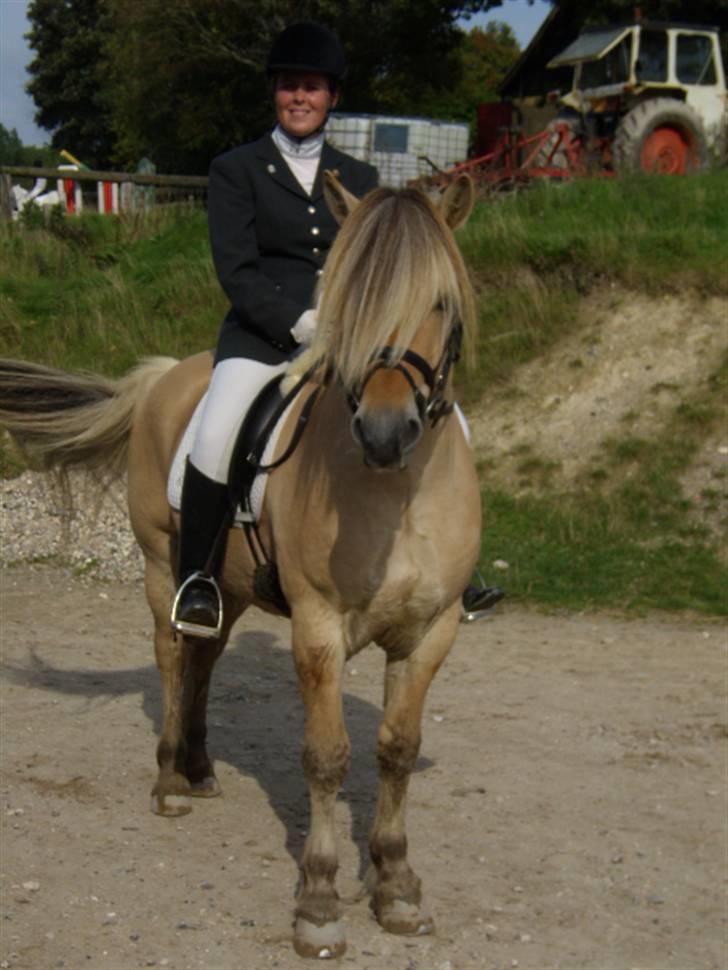 Fjordhest Admiral Halsnæs  billede 1