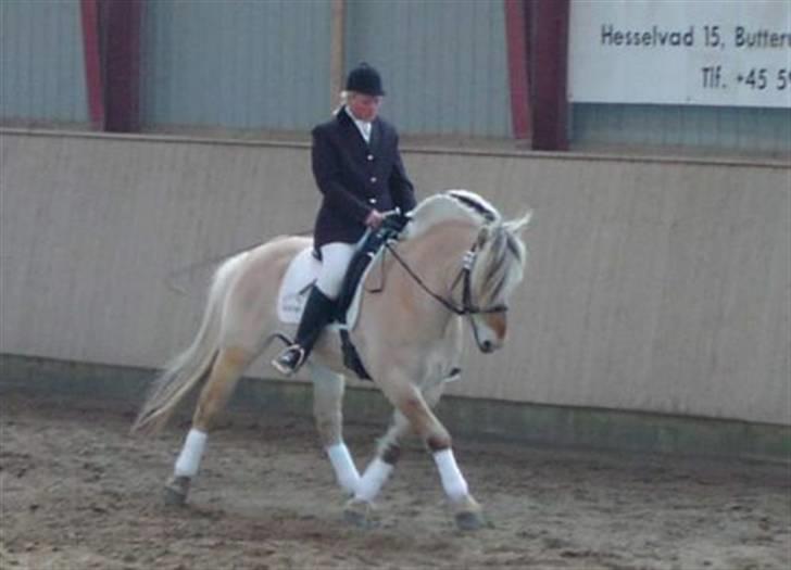 Fjordhest Admiral Halsnæs  - Admiral med sin ejer Rikke (mener det er fra 2003) billede 2