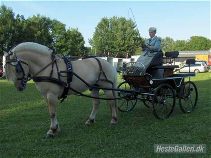 Fjordhest Admiral Halsnæs  billede 4