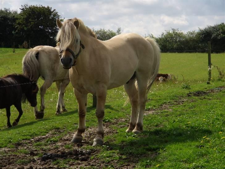 Fjordhest Admiral Halsnæs  billede 8