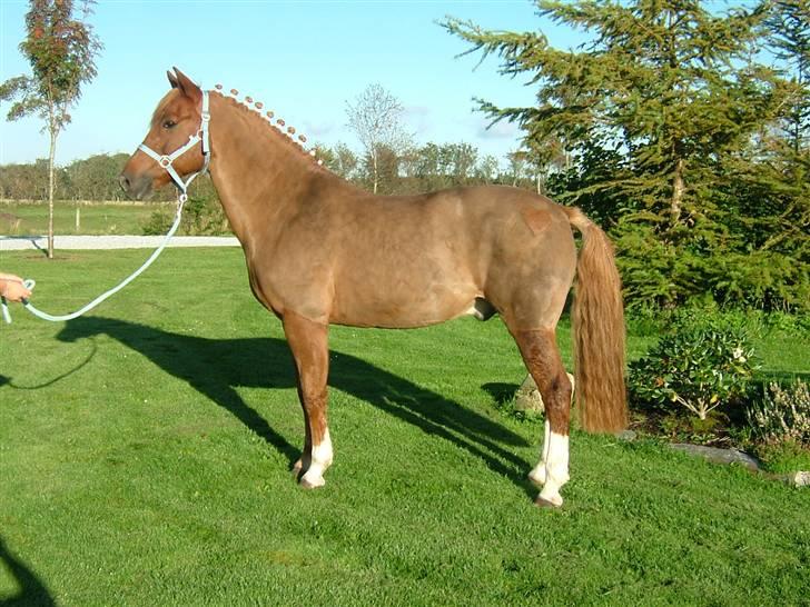 New Forest Odbjergs Emil   R.I.P. - Emil som model før stævne oktober 2007 billede 6