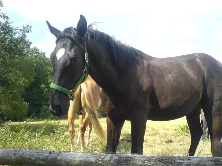 Dansk Varmblod Adopted Følhøj (Adopted A - Adopted på 2 år er på sommergræs billede 10