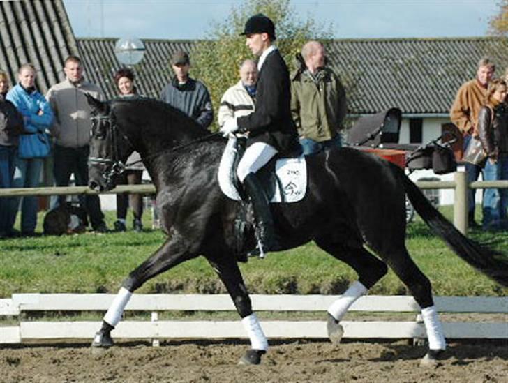 Dansk Varmblod Adopted Følhøj (Adopted A - Far: Blue Hors Armano billede 11
