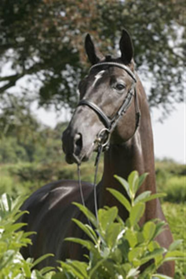 Dansk Varmblod Adopted Følhøj (Adopted A - Far: Blue Hors Armano billede 12