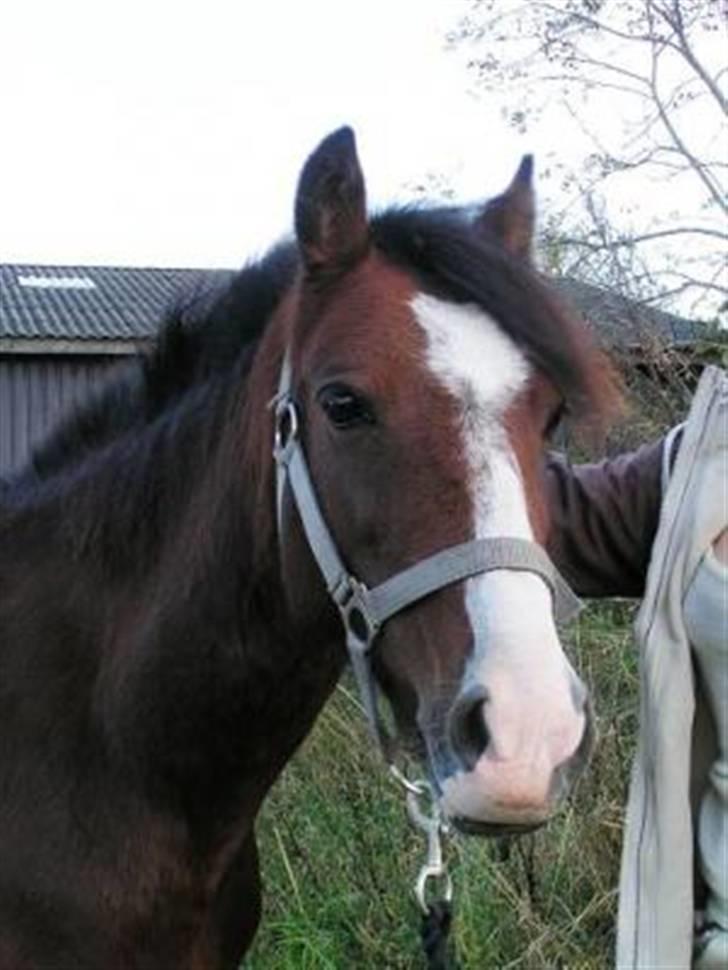 Anden særlig race Freja *SOLGT* - Dagen efter jeg havde købt hende (:<3 Vinteren 2007 billede 2