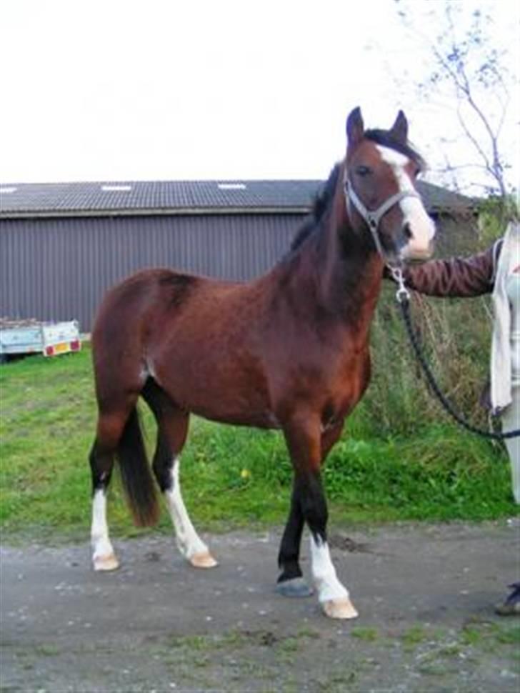 Anden særlig race Freja *SOLGT* - Dagen efter jeg havde købt hende (:<3 Vinteren 2007 billede 3