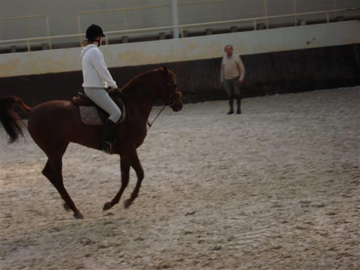 Arabisk fuldblod (OX) Ffazeehrah - Haha vi changerer li galop ;) Fotograf: Carina   Nyt billede 14