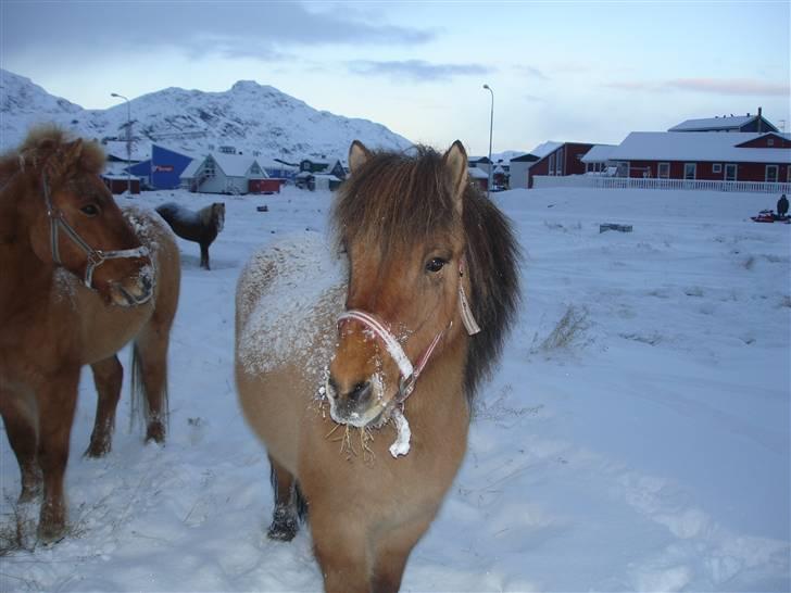 Islænder følli billede 5