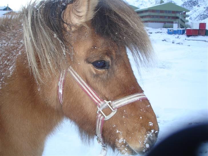 Islænder følli billede 6