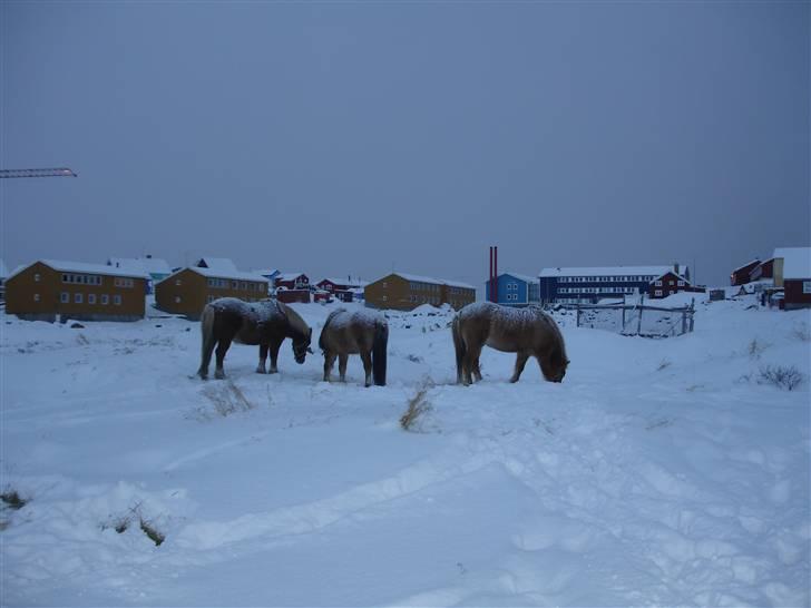Islænder følli billede 7