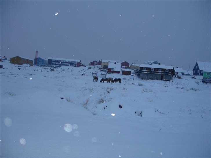 Islænder følli billede 8