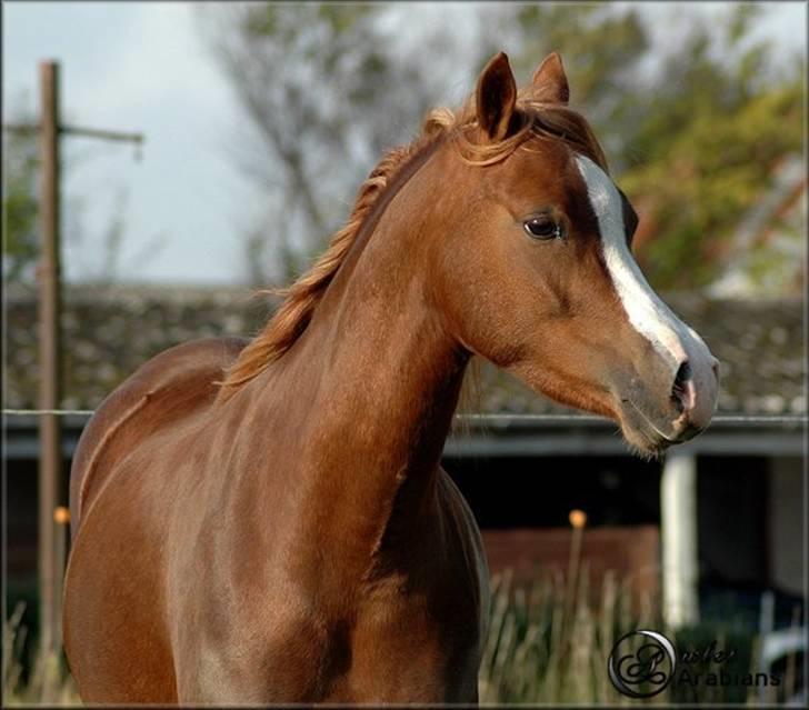 Welsh Pony (sec B) Gondine - SOLGT - 29 Okt - 2007 billede 6