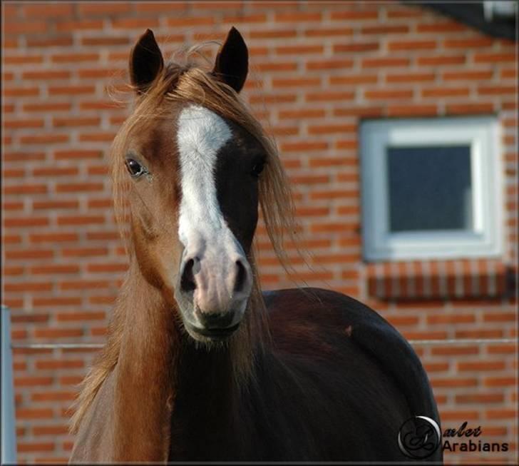 Welsh Pony (sec B) Gondine - SOLGT - 29 Okt - 2007 billede 7
