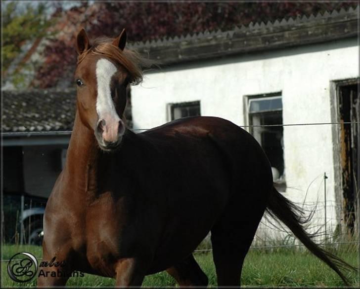 Welsh Pony (sec B) Gondine - SOLGT - 29 Okt - 2007 billede 9