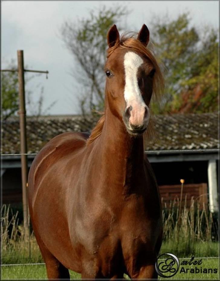 Welsh Pony (sec B) Gondine - SOLGT - 29 Okt - 2007 billede 10