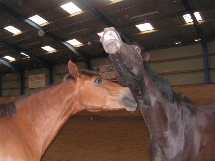 Fransk Sportspony Light De Starsky - Valeur: Jeg kan rigtig godt li´ dig, Chaplin :) Chaplin: Du for LÆKKEEEEER ;D - Valeurs nye kæreste :) billede 2