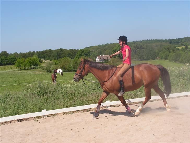 Fransk Sportspony Light De Starsky - Uden hænder !! :P billede 6