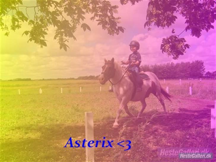 Shetlænder Asterix  (Solgt) - Du er dejlig Asterix billede 15