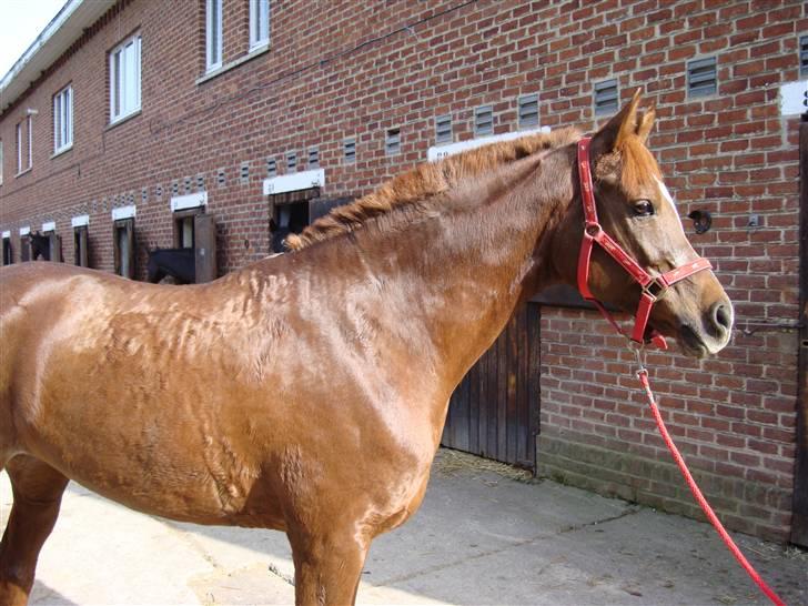 Arabisk fuldblod (OX) Ffazeehrah - Vi legede li fotograf ;)  Fotograf: Carina  billede 16