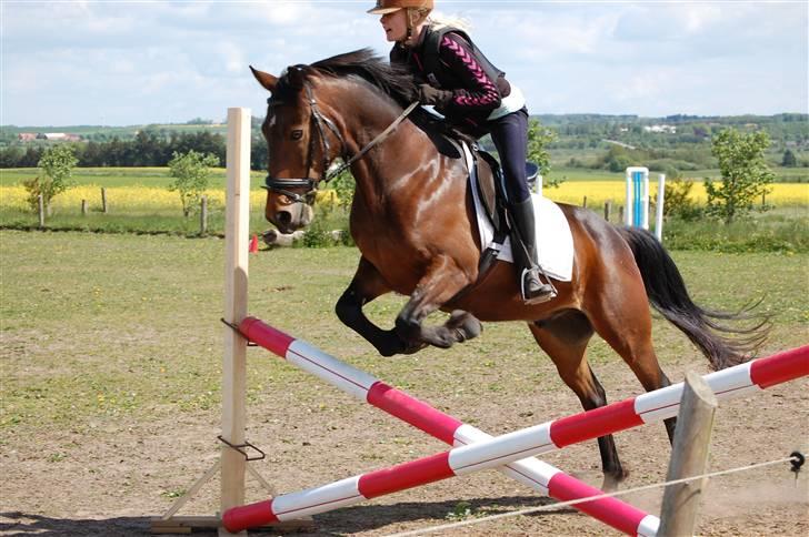 Welsh Cob (sec D) Jumper. - jaé? billede 15