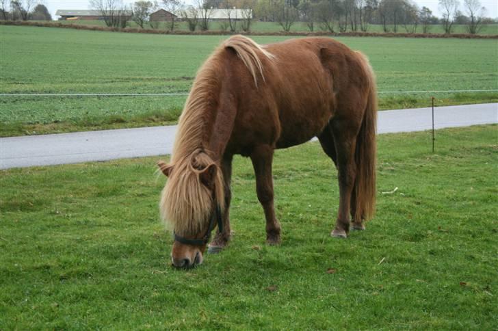 Islænder "¤"fregna"¤" R. I. P. - umm jeg elsker græs billede 5