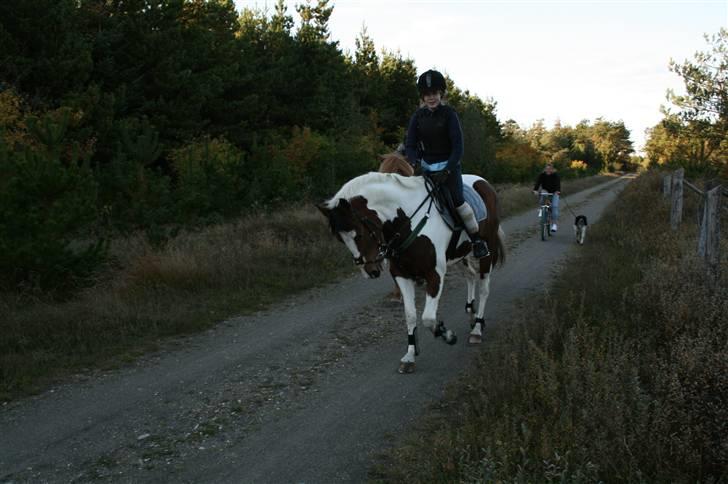 Pinto * minjetta * - vi var på en rigtig lang tur billede 10