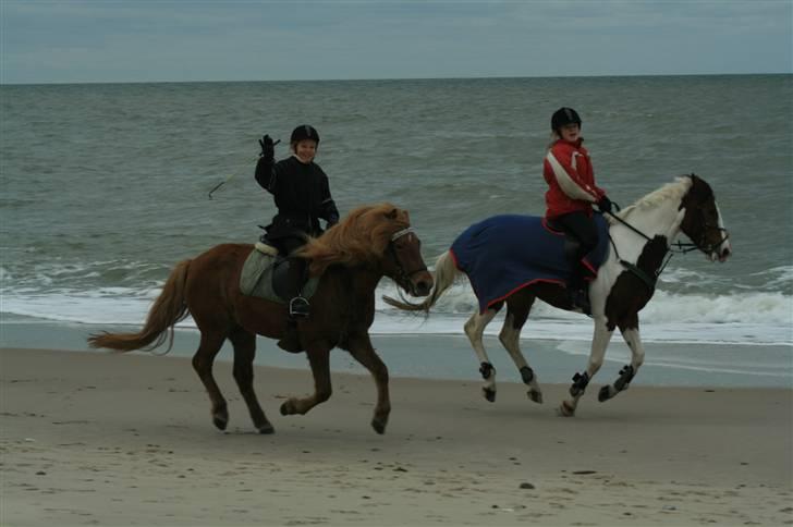 Pinto * minjetta * - en super tur ved vesterhavet(det var rigtig sjovt) billede 11