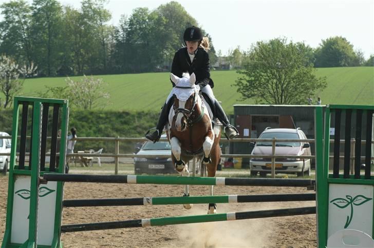 Pinto * minjetta * - LA vbr billede 12